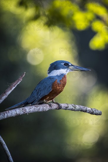 Ringed kingfisher