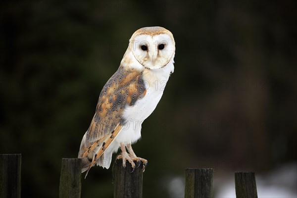 Common barn owl