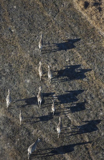 Burchell's Zebra