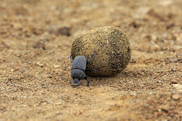 Dung beetle