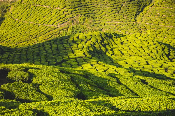 Hilly landscape with tea plantations