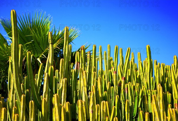 Canary Island spurge