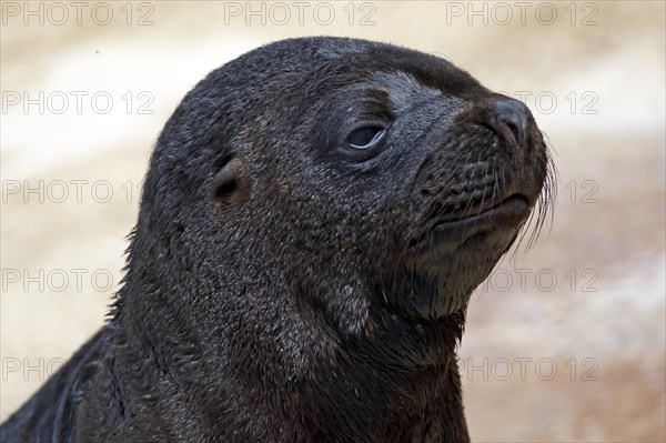 South American sea lion