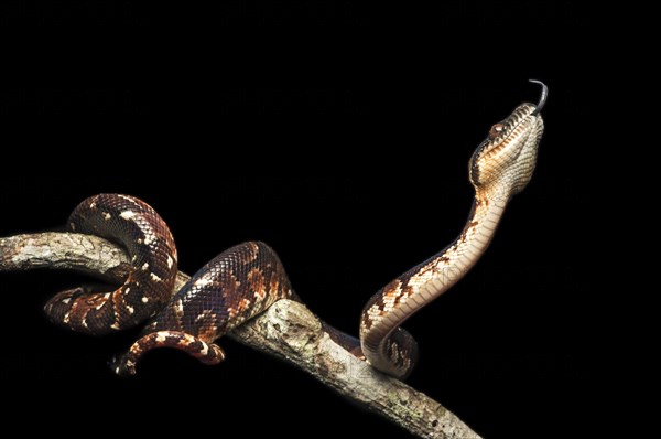 Malagasy Tree Boa