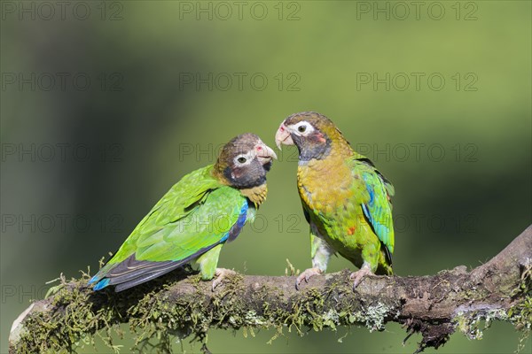 Brown-hooded Parrots