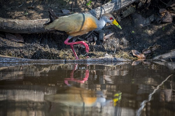 Grey-necked wood rail