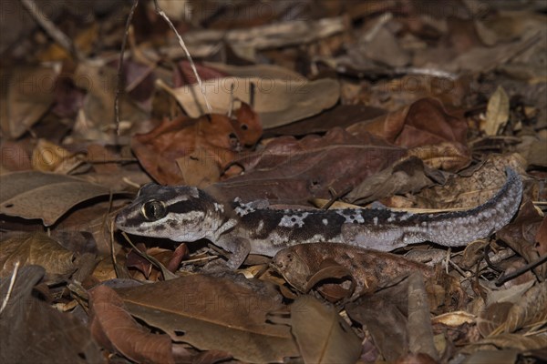 Madagascar large head gecko