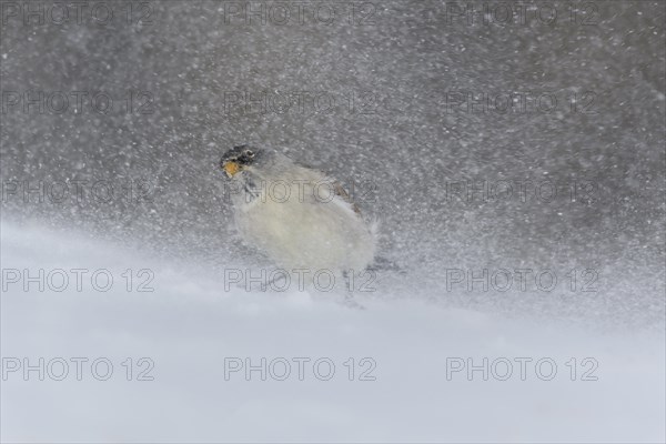 White-winged snowfinch