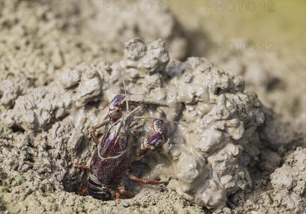 Red Swamp Crayfish