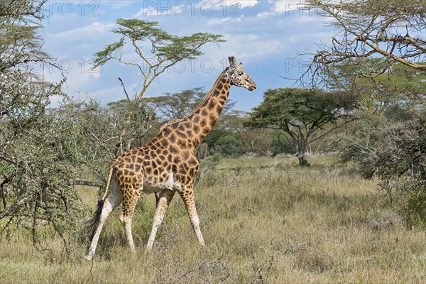 Rothschild's giraffe