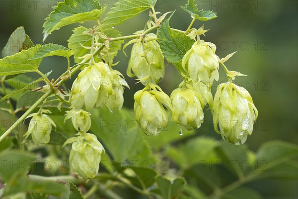 Common hop