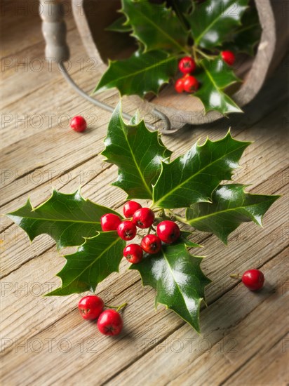 Holly leaves