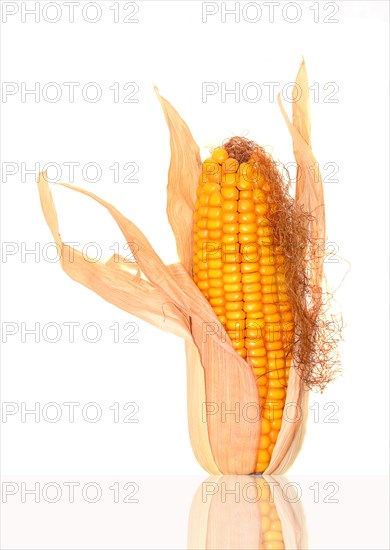 Maize