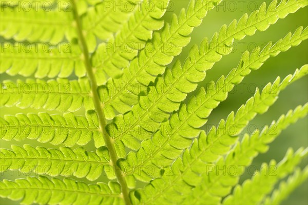 Ostrich fern