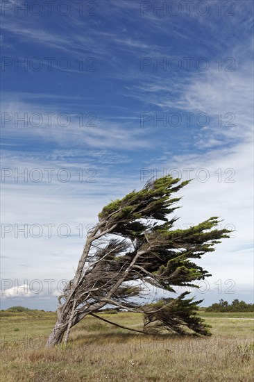 Single windbroken tree