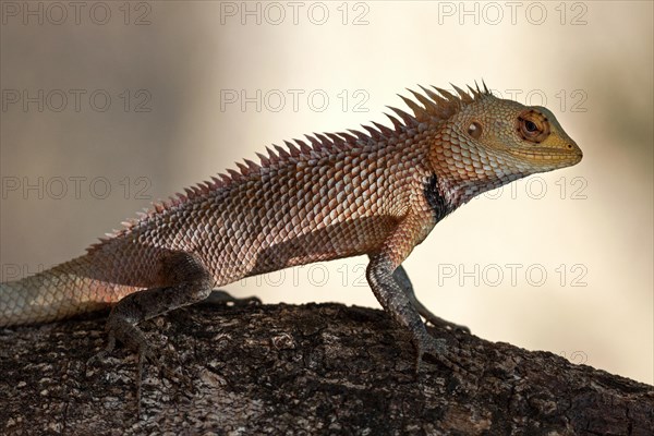 Oriental garden lizard