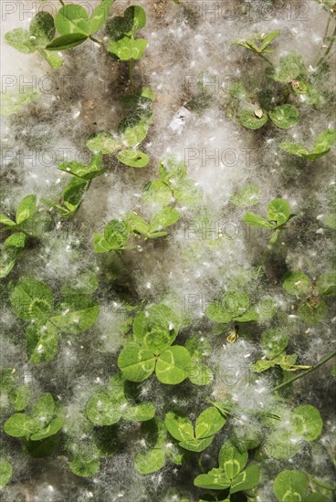 Fluffy tufts of seeds from silverleaf poplar