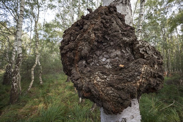 Canker on a moor birch