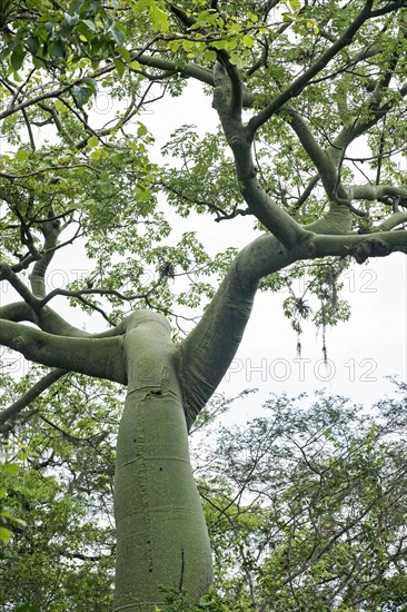 Ceiba Tree