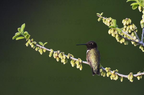 Black-chinned Hummingbird