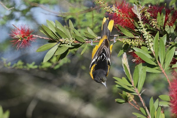 Baltimore Oriole