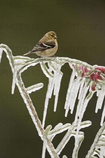 American Goldfinch