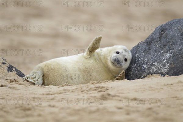 Grey seal