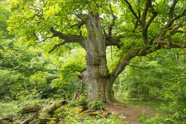 Old English oak