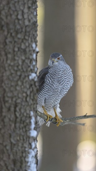 Northern goshawk