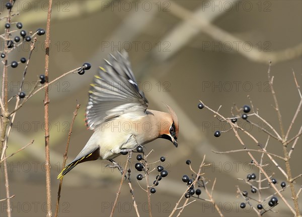 Bohemian waxwing