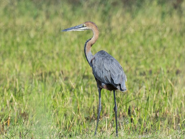 Purple Heron