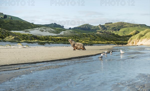 New Zealand sea lion