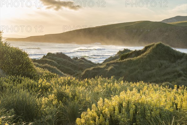 Blooming yellow lupines