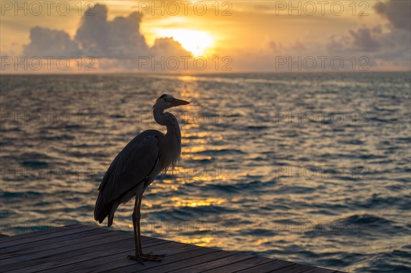 Grey Heron