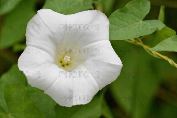 Larger bindweed