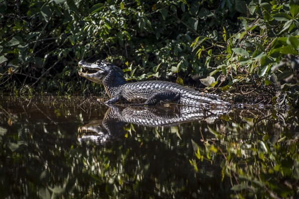 Yacare caiman