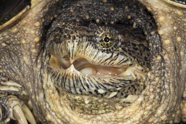 Common snapping turtle