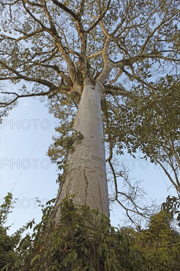 Silk Floss Tree