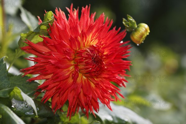 Deer antler dahlia variety Cheyenne