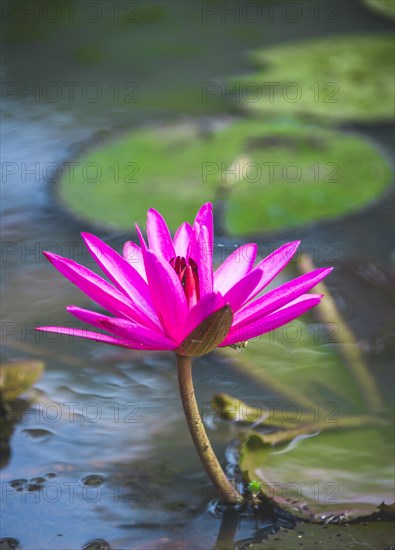 Pink Blossom