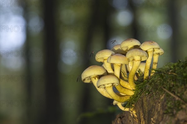 Green-leaved sulphur heads