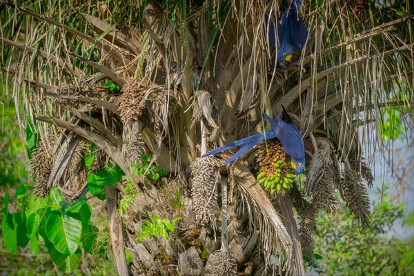 Hyacinth macaws