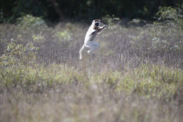 Dancing Verreaux's sifaka