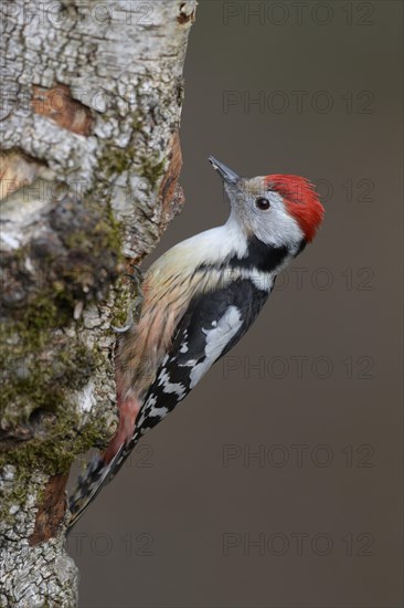 Middle spotted woodpecker