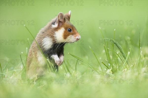 Young European hamsters