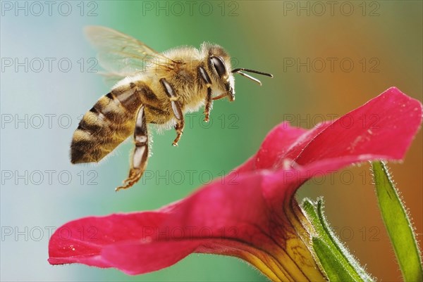 Western or European honey bee