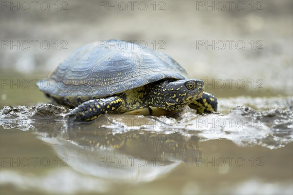 European pond turtle