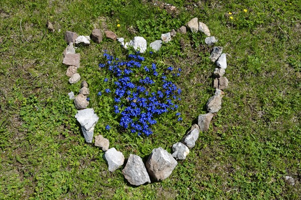 Spring gentian