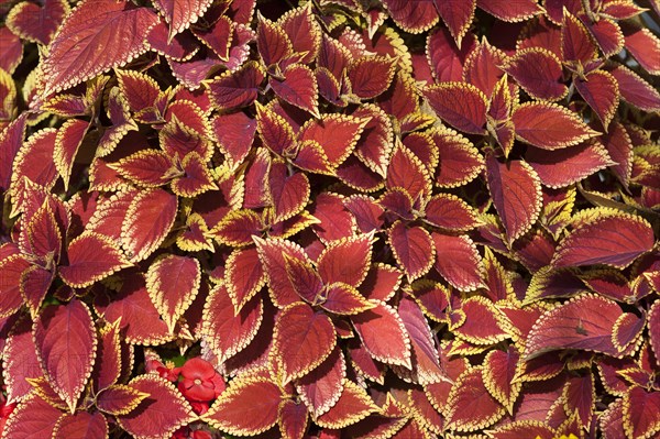 Coleus