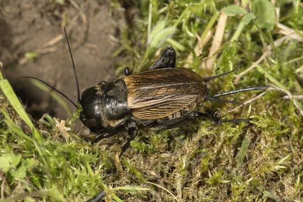 Field cricket